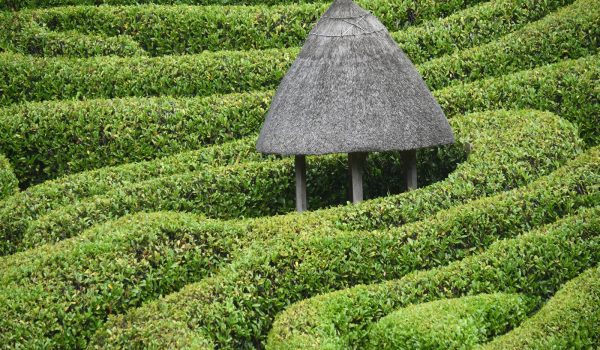 Glendurgan Gardens Maze