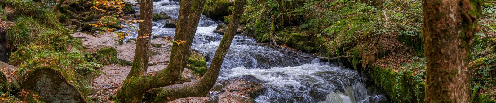 Cascading water at Golitha Falls