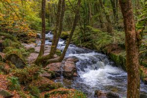 Cascading water at Golitha Falls