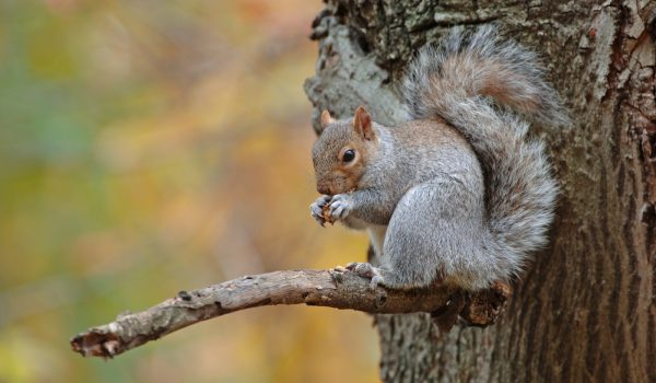 Grey squirrel