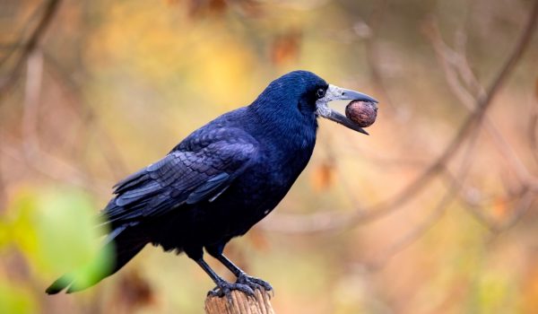 black rook bird sitting on a wooden fence with walnut in its beak
