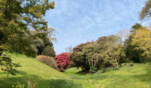 Trees in Trengwainton Garden