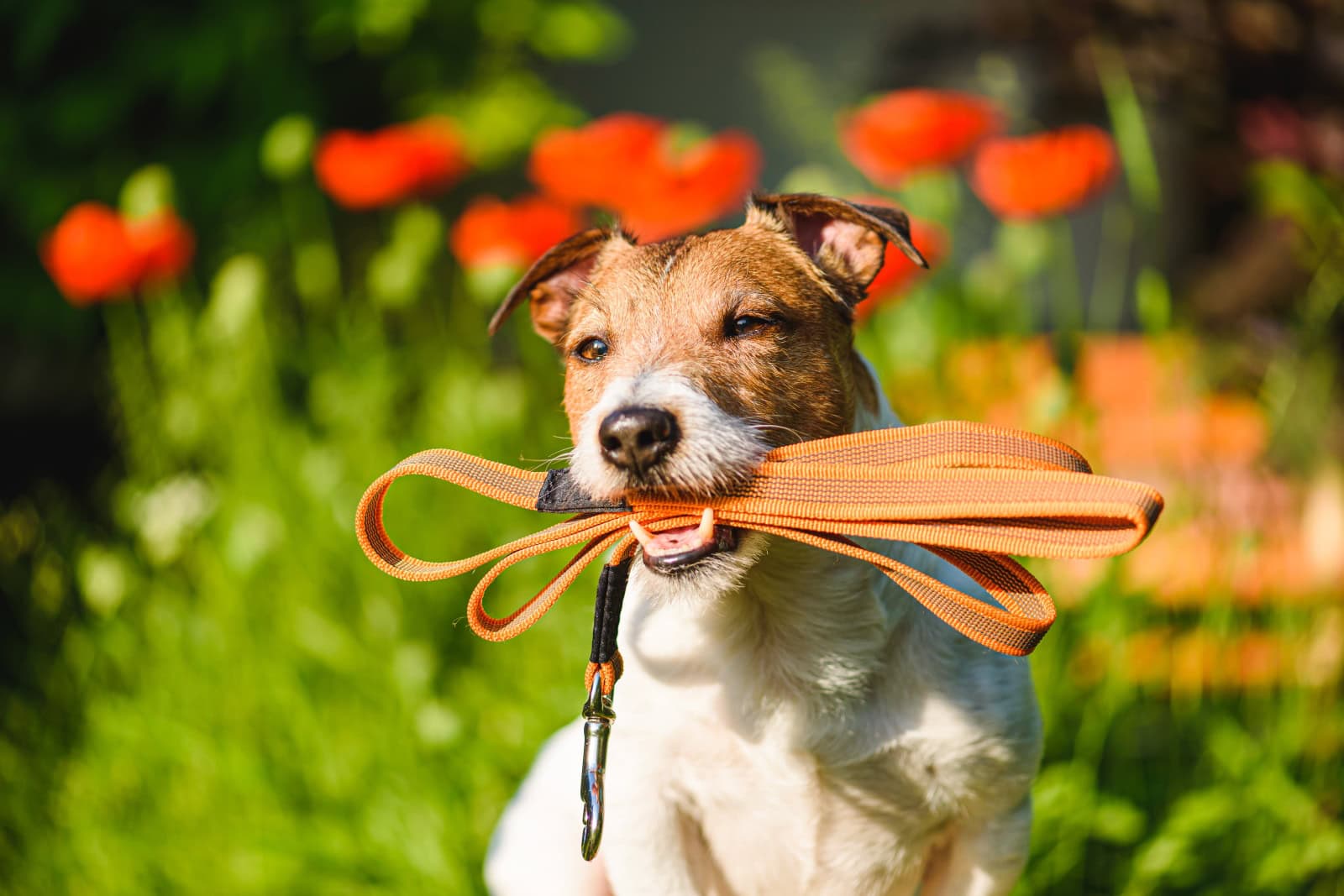 Dog sitting outside with lead in its mouth