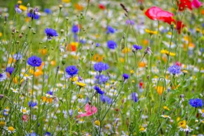 Flower meadow