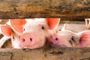 3 pigs