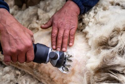 shearing sheep