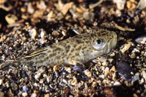 lesser weever fish
