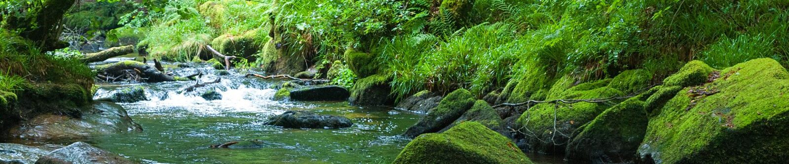 Golitha Falls in the summer