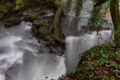 Tregargus woods