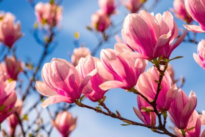 magnolia flowers