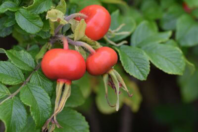 Fruits within Tregrehan Gardens