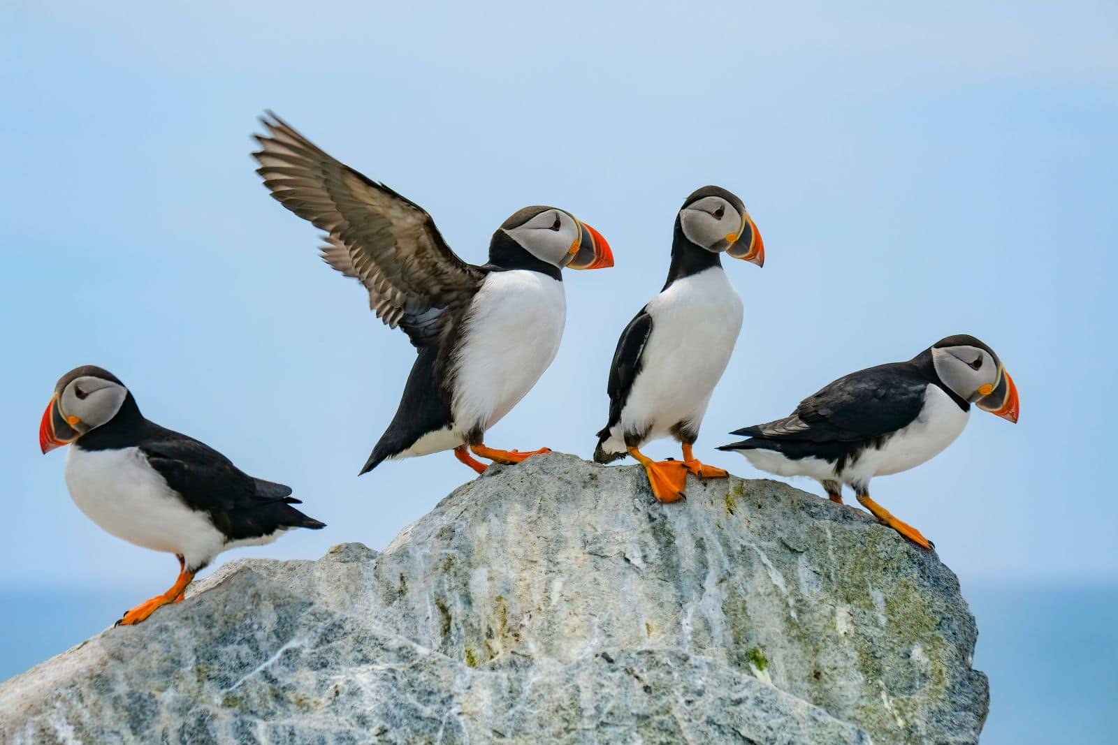 puffins sat on a rock