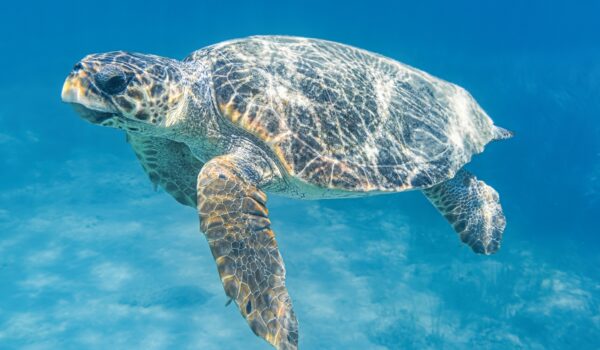 Loggerhead turtle